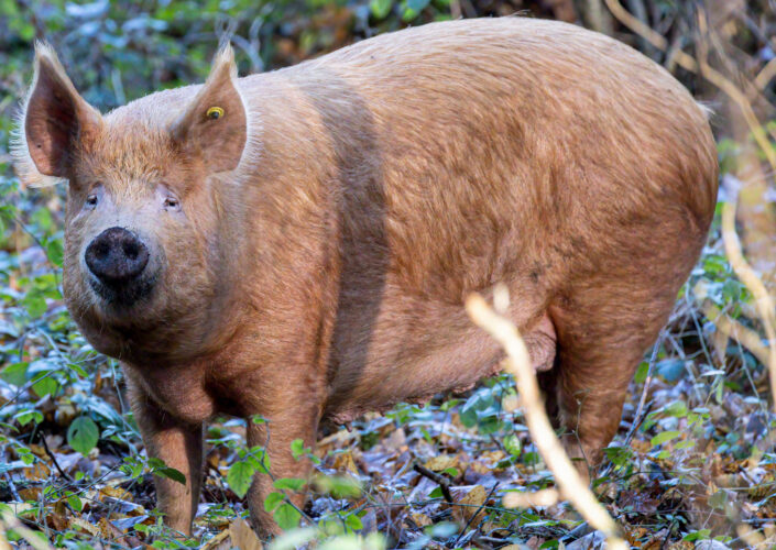 Heritage Breed Pigs: Tamworth, Berkshire and Mangalitsa